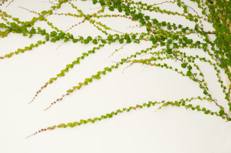 在白色背景上孤立的常春藤叶子照片