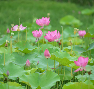 朵盛开的莲花