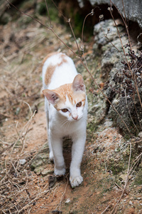 走可爱猫咪