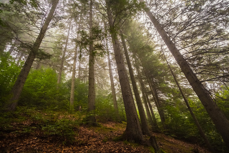 在一片森林中的神秘深雾