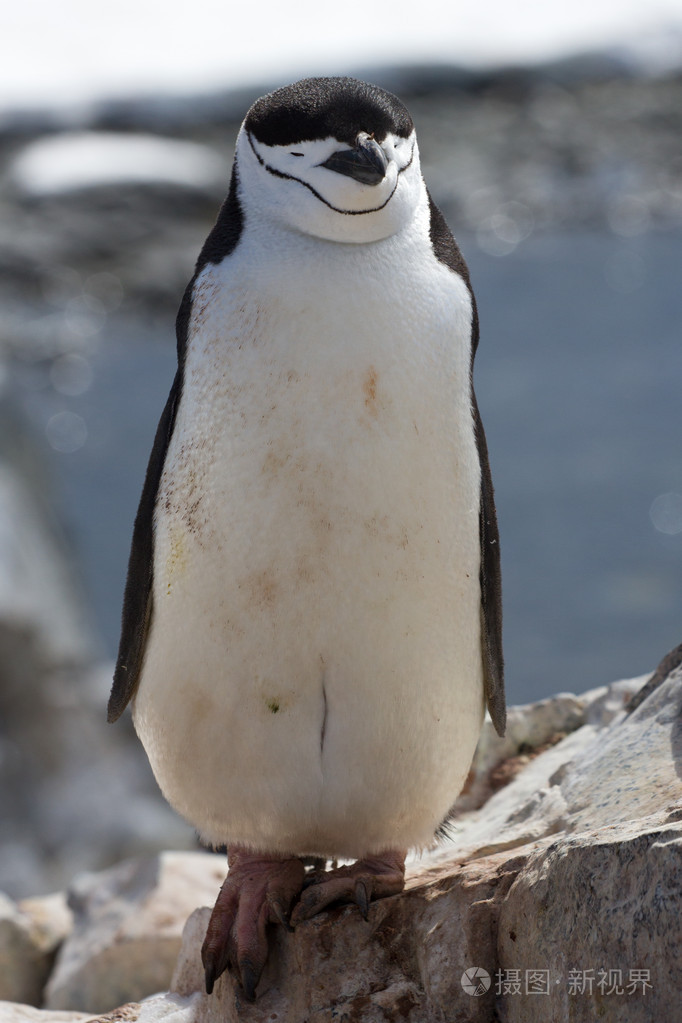 企鹅正脸照片图片