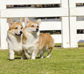 威尔士科基犬 pembrokes