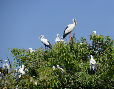 亚洲 openbill 鹳