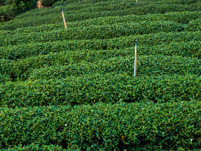 在泰国清莱的行中的茶叶种植园