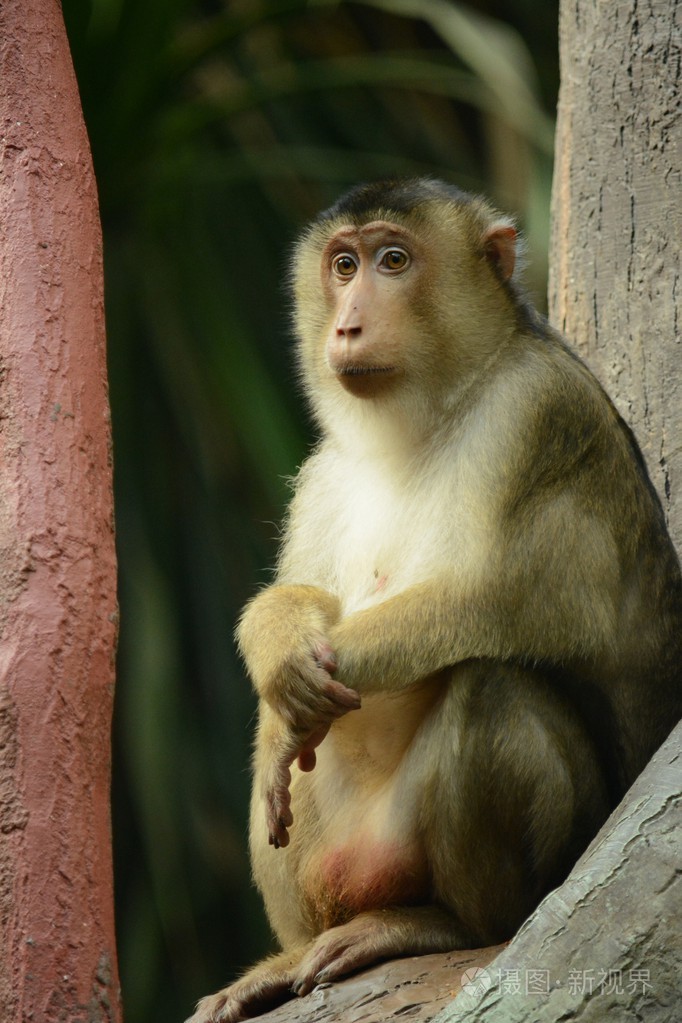 猴子照片-正版商用图片1gsih1-摄图新视界