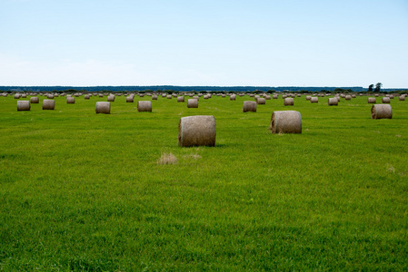 卷的干草在绿色的田野