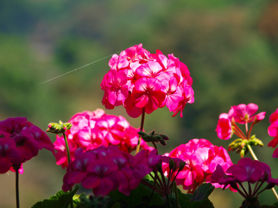 长春花粉色花