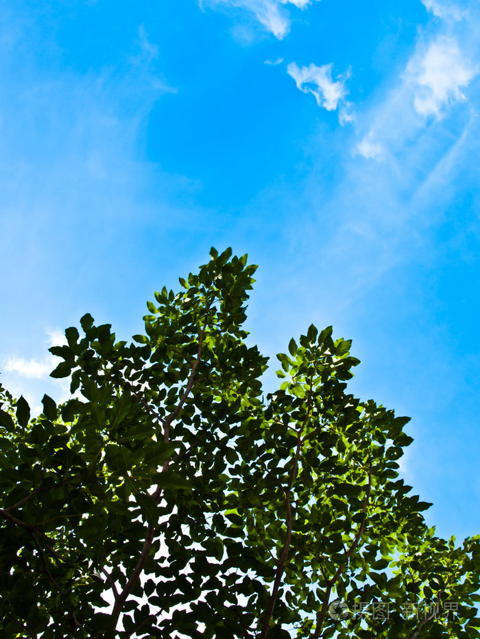 绿色的树叶在蓝蓝的天空上