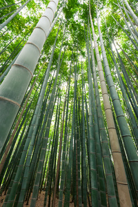 竹林，竹林在岚山，京都，日本