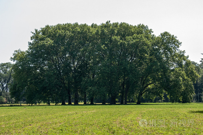 在克罗梅里斯公园里种植了茂密的树木