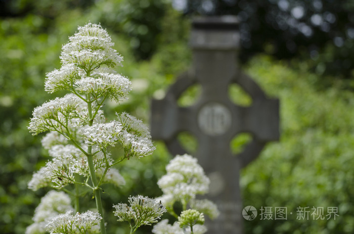 在坟墓的白色花