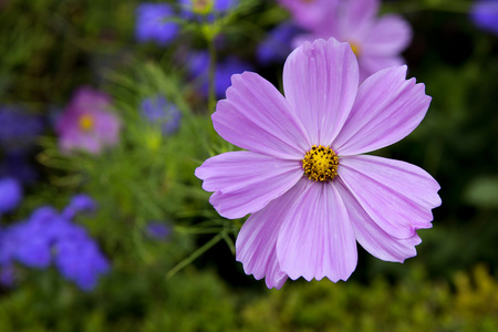 花不