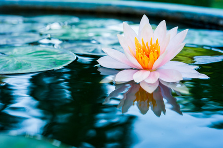 美丽的粉红色睡莲或莲花花，在池塘里