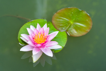 在池塘里美丽的粉红色莲花花