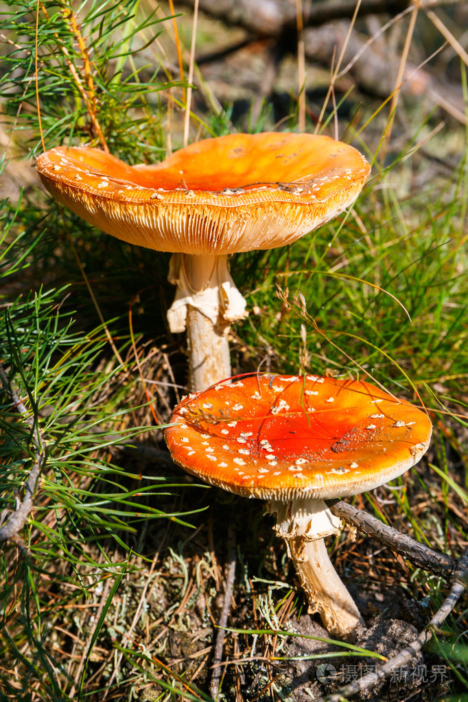 在森林里的毒蕈的特写镜头