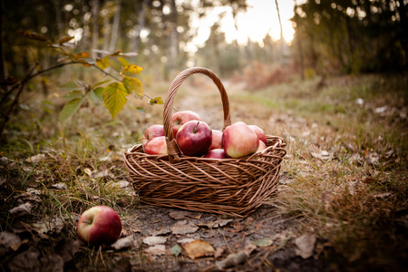 熟透了的苹果苹果在篮子里