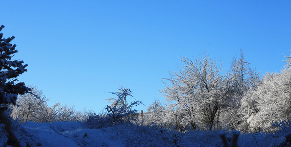 树木覆盖着白霜和在山中雪