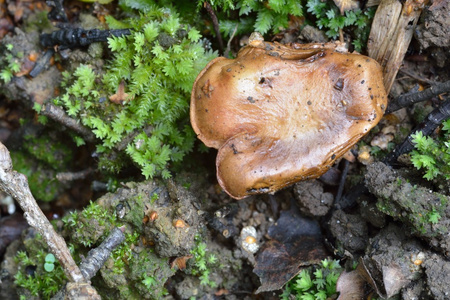 森林中的小棕色真菌