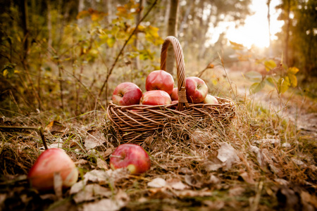 新收获的苹果。红葡萄和篮子的自然主题