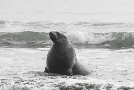 海狮