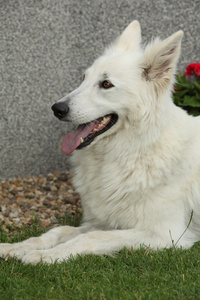 躺着的漂亮的白色瑞士牧羊犬