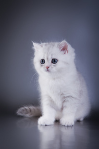 英国在彩色背景上的白色小猫
