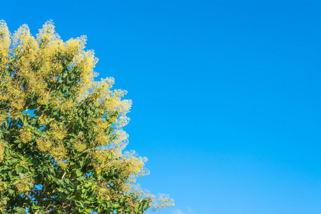 树卷和蓝天的形象。
