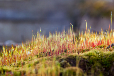 多彩的苔藓孢子的特写镜头