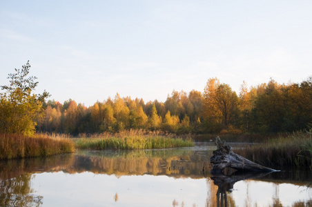 在河上的日出。秋天的树林，俄罗斯北部
