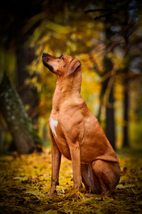 秋天的犬种罗得西亚脊背龙