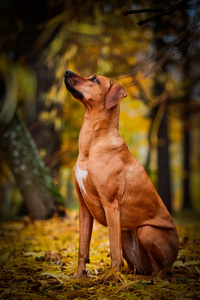 秋天的犬种罗得西亚脊背龙