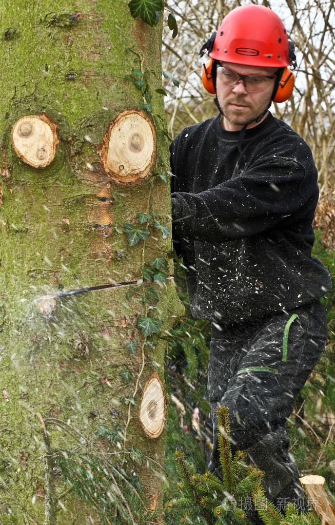 用链锯在森林里伐木工
