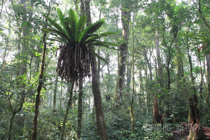 印度尼西亚苏门答腊岛 mt.kerinci 热带森林