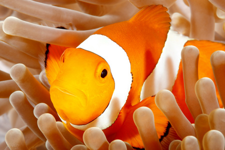 小丑 anemonefish