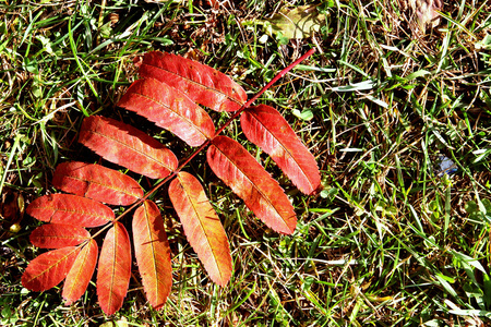 漆成明亮的颜色秋天的叶子