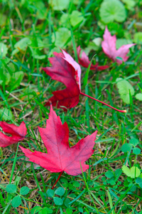 草地上的红加拿大枫叶