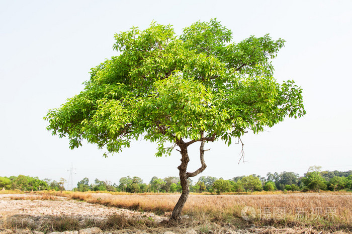 单根青翠树在泰国