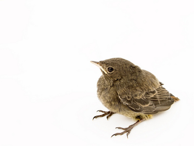 宝贝小麻雀照片