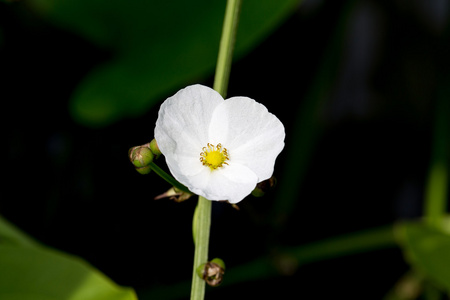 箭头头部的 ame 儿子花