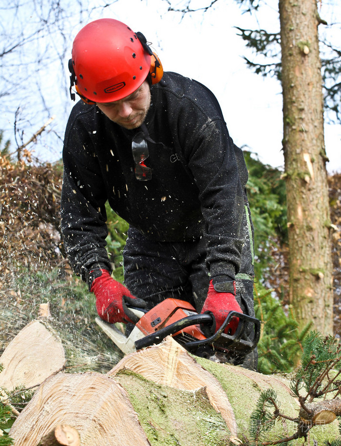 用链锯在森林里伐木工