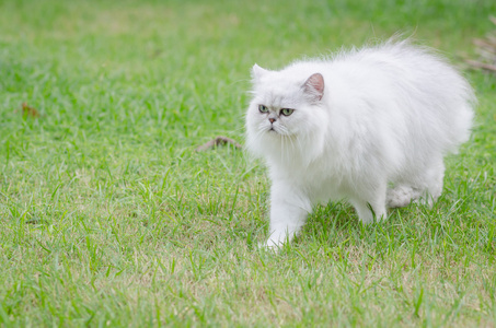 白色波斯猫行走