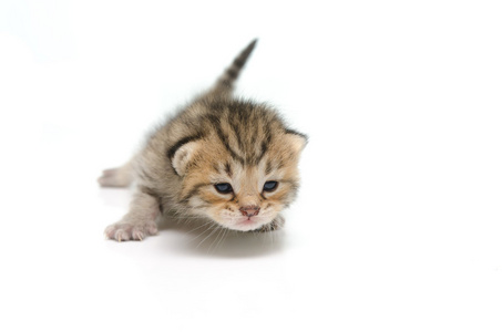 新生儿的斑纹猫，在白色背景上