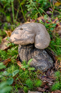 leccinum perquidum