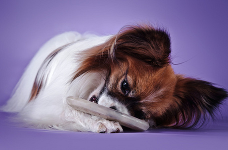 巴比龙橙色图片