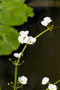 箭头头叫儿子花与蜂