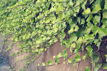 绿色的常见常春藤的筛选的图片图片