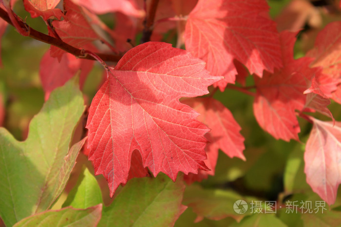 秋天的颜色。红色和绿色叶荚蒾
