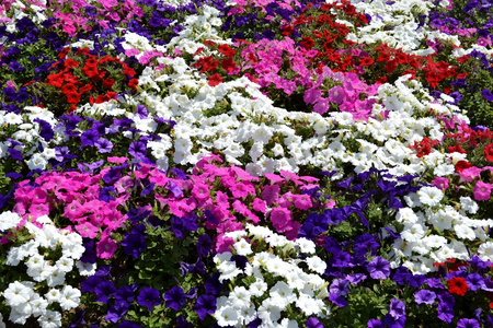 多个 petunias