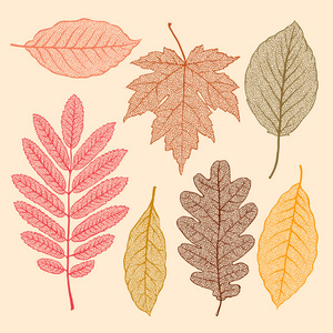 秋天的落叶，孤立的干的叶集矢量图