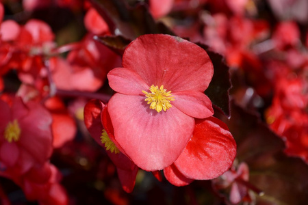 蜡海棠花